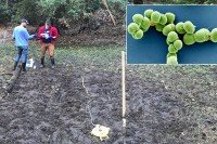 Nađen misteriozni DNK koji se uklapa sa genima iz drugih organizama