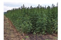 U Srpskoj izdato 12 odobrenja za uzgoj industrijske konoplje
