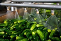 Zabranjen uvoz krastavca iz Makedonije zbog povećanog prisustva pesticida