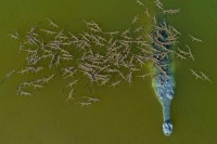 Krokodil ugrožene vrste na leđima nosio više od 100 mladih
