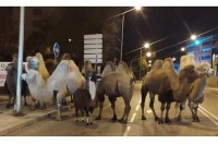 Kamile i lama pobjegle iz cirkusa, pa prošetale ulicama Madrida