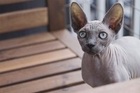 Žena pokušala podojiti mačku u avionu