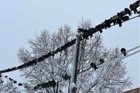 Neobičan prizor u Beogradu - golubovi našli svoj izvor toplote