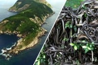 Najopasnije ostrvo na svijetu: Ko dođe ovdje, ima najviše sat vremena života! VIDEO
