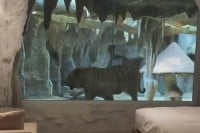 Zavirite u nevjerovatni hotel koji nudi sobu s pogledom na bijelog tigra VIDEO