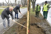 Zasađena nova stabla lipe u Bulevaru Nikole Tesle u Beogradu