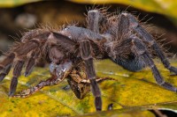 Osim droge uhapšeni imali tarantule, bradate zmajeve, škorpije