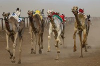 U Sudanu održana utrka 500 deva