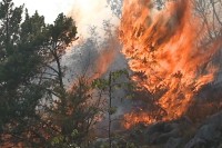 Novi Grad: Palio korov pa zapalio borovu šumu