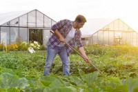 Namirnice u kojima ima najmanje pesticida