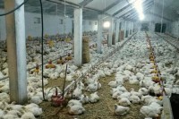 U Petrovu izgorjela farma pilića,šteta oko 200.000 KM