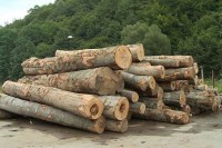 Bespravno posjekao trupce jele i smrče