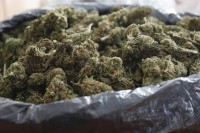 У Сремској Митровици заплијењено преко 48 килограма марихуане