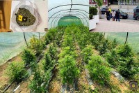 Pronađena plantaža kanabisa, uhapšena dva lica