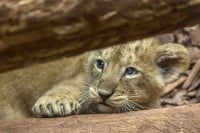 Lav Simba iz Budve biće udomljen u prihvatilištu u Južnoj Africi