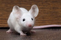 Biolog podmlađuje miševe, cilj da lijek isproba i na ljudima