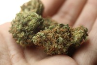Od Banjalučanina oduzeta marihuana
