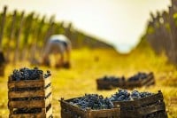 Najopuštenija strana Srbije - lakoća uživanja na salašu