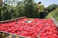 Led u Arilju diže cijenu maline u Srpskoj
