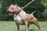 Novi detalji incidenta kod Teslića: Pit bul se nekoliko puta kidao sa lanca i prelazio u dvorište kod komšija