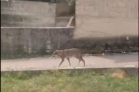 Ranjen vuk šeta oko Knina