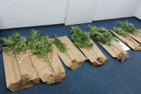 Uhapšen muškarac zatečen na plantaži indijske konoplje u Istočnom Sarajevu
