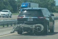 Aligator primijećen na zadnjem dijelu automobila na Floridi
