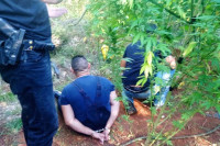 Akcija "Plantaža": Pronađene 93 stabljike marihuane, uhapšen dvojac