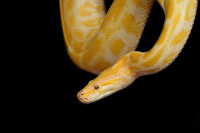 U jednom podrumu na Zvezdari živi 400 zmija