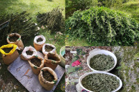 Pronađene tri plantaže indijske konoplje i 30 kilograma marihuane, dvoje uhapšeno