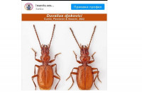 Zašto je novi trčuljak dobio ime po Novaku