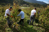 Božanska kapljica iz Trebinja obilazi sve meridijane:  Počela berba grožđa u Carskim vinogradima „Podruma Vukoje 1982“