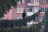 Neobična vrsta ptice snimljena na Grbavici, pretpostavlja se da je riječ o ćelavom ibisu