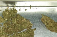Kod dva lica pronađena marihuana