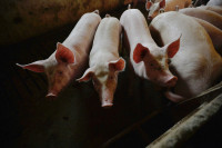 Podignuta rampa oživjela bi poluprazne farme