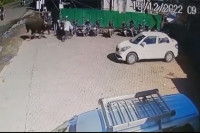 Podivljala krava nasrnula na ljude nasred ulice: Jednog nabila na rogove i bacila nekoliko metara
