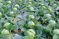 Prepun vitamina C, štiti kosti i mozak, jača srce: Ova namirnica je zlatnik rudnik vašeg zdravlja