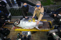 Tuna na pijaci u Japanu prodata za 257.000 evra