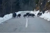 Šumari naletjeli na krdo divljih svinja VIDEO