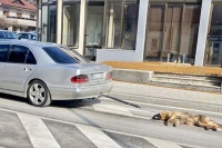Užas u Posušju: Zavezao psa za automobil i vukao po ulici