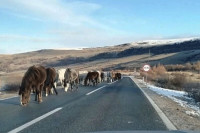 Dva vozila naletjela na divlje konje