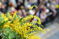 U petak 54. Praznik mimoze