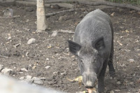 Tomo pripitomio divljeg vepra od 200 kilograma: Mićko je prava atrakcija