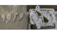 Oduzeti heroin i marihuana