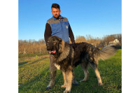 Aleksandar Sulema uzgaja kavkaske ovčare: Neustrašivi čuvari dvostruko vraćaju ljubav