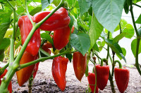 Domaća lubenica i paprika kasno stižu na trpezu