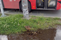 Nesvakidašnja scena u Beogradu: Patke i pačići se brčkaju u bari kod tržnog centra