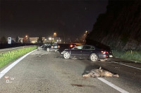 Divlje svinje izazvale tri nezgode na auto-putu Banjaluka - Gradiška