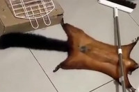 Kraljica drame: Vjeverica lažirala sopstvenu smrt (VIDEO)