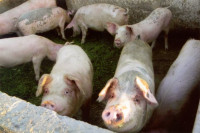 Potvrđeno jedno žarište sa 37 životinja, veterinarske službe na terenu